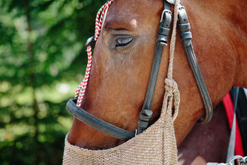 Horse eats a forage in forest, Horses carriage in mountains Poland Zakopane, Resting eating horses....