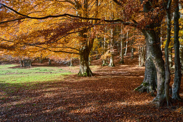 Forest scene in the autumn at Monte Livata, Monti Simbruini Natural Regional Park