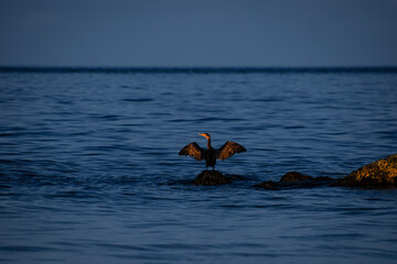 sunset over the sea with a cormorant on a rock with open wings 