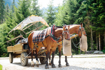 Horse eats a forage in forest, Horses carriage in mountains Poland Zakopane, Resting eating horses. Feeding of horses somwherein  mountains