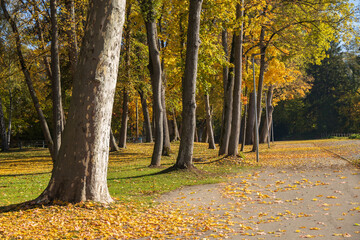 Naklejka premium Tall trees with fall foliage in the park