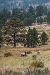 deers in the early evening grazing in the Rocky Mountains forest