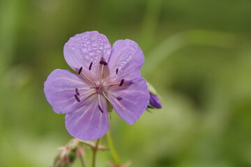 Bodziszek Łąkowy, Geranium pratense, meadow geranium