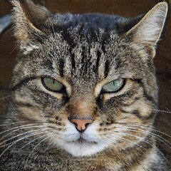 portrait of a nice cat