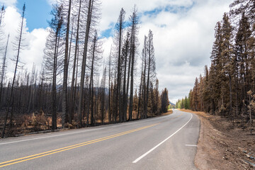 Naklejka premium Highway leading through a burned forest in the Yellowstone National Park