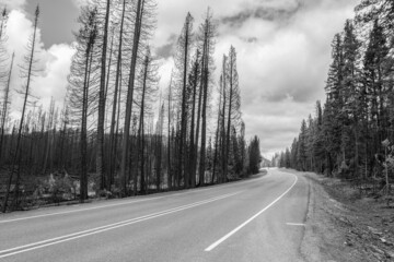 Highway leading through a burned forest in the Yellowstone National Park