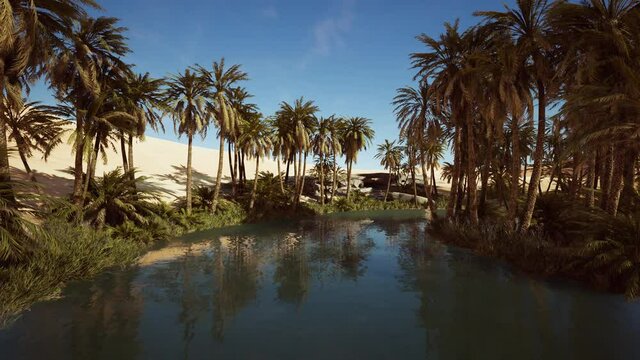 pond and palm trees in desert oasis