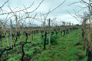 Fototapeta na wymiar Vineyards and vineyards on mount etna in sicily, italy with natural landscape.