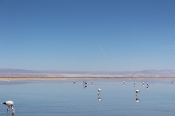 Pink flamingos at Laguna Chaxa, near San Pedro de Atacama, Chile.