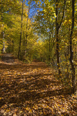 Hiking trail through fall foliage forest
