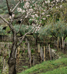 Vineyards and vineyards on mount etna in sicily, italy with natural landscape.