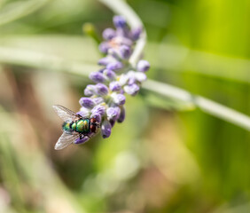 bee on flower