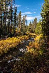 Fototapeta na wymiar A small river flowing through the autumnal forest of the Yellowstone NP