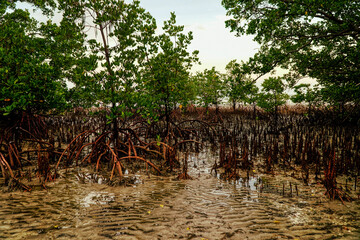 mangrove forest at Elim Beach