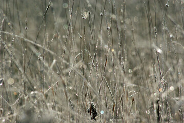 A field of timothy grass with frozen dew, close up view, horizontal orientation