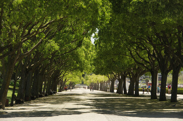 An avenue with portuguese cobblestone pavement in Edward VII park in Lisbon