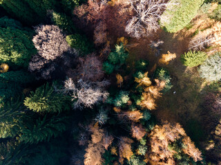 Aerial view of Old Sequoia forest near village of Bogoslov, Bulgaria
