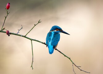 Kingfisher at sunset