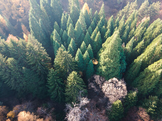 Aerial view of Old Sequoia forest near village of Bogoslov, Bulgaria