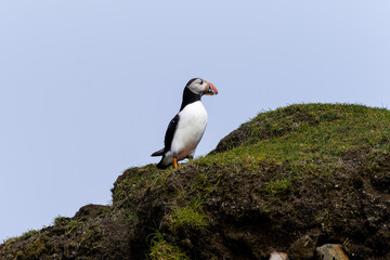 Beautiful close up view of Puffins  -Fratercula- feeding with sardine fish in the Mykines -Faroe Islands 
