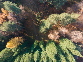 Aerial view of Old Sequoia forest near village of Bogoslov, Bulgaria
