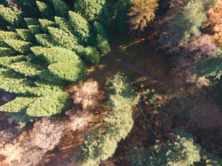 Aerial view of Old Sequoia forest near village of Bogoslov, Bulgaria