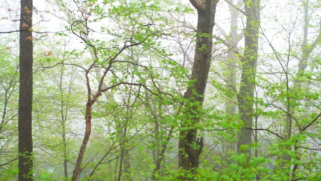 Rack focus of trees trunks branches forest woods in morning fog foggy misty weather on hiking trail in Virginia Wintergreen Resort ski town in spring springtime with house silhouettes