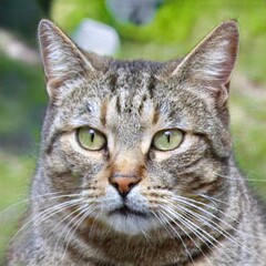 portrait of a nice cat