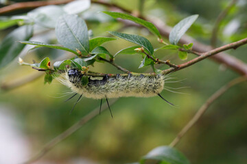 American Dagger Moth caterpillar on blueberry bush. Older caterpillars are white.