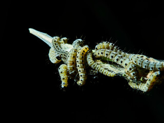 a bunch of caterpillars