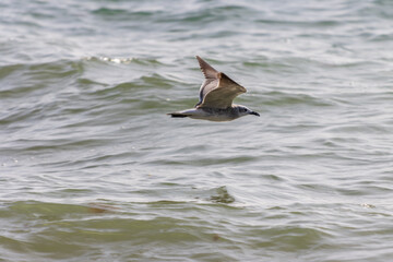 Gaviota reidora en vuelo.