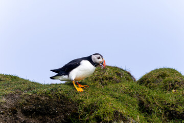 Beautiful close up view of Puffins  -Fratercula- feeding with sardine fish in the Mykines -Faroe Islands