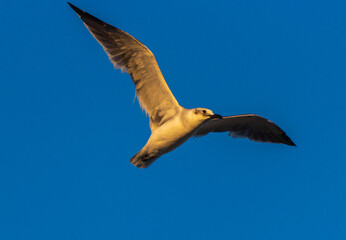 Gaviota reidora en vuelo.