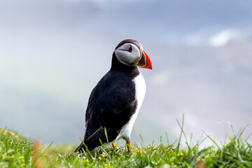 Beautiful close up view of Puffins  -Fratercula- feeding with sardine fish in the Mykines -Faroe Islands