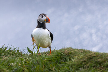 Beautiful close up view of Puffins  -Fratercula- feeding with sardine fish in the Mykines -Faroe Islands