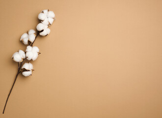 Cotton flower on pastel brown paper background, overhead. Minimalism flat lay composition, copy space