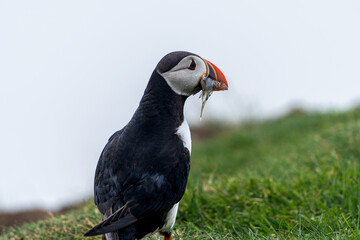 Beautiful close up view of Puffins  -Fratercula- feeding with sardine fish in the Mykines -Faroe Islands 
