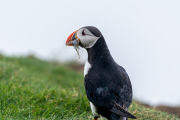 Beautiful close up view of Puffins  -Fratercula- feeding with sardine fish in the Mykines -Faroe Islands 