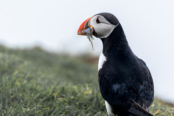 Beautiful close up view of Puffins  -Fratercula- feeding with sardine fish in the Mykines -Faroe Islands 