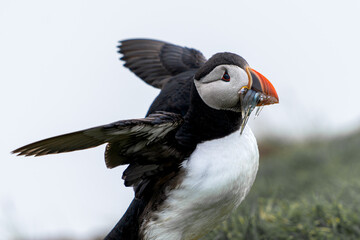 Beautiful close up view of Puffins  -Fratercula- feeding with sardine fish in the Mykines -Faroe Islands 