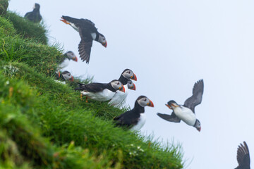 Close up view of the beautiful Puffins  -Fratercula- in the natural environment in the Mykines island -Faroe Islands 