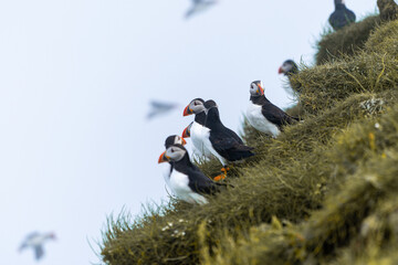 Close up view of the beautiful Puffins  -Fratercula- in the natural environment in the Mykines island -Faroe Islands 