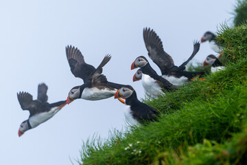 Close up view of the beautiful Puffins  -Fratercula- in the natural environment in the Mykines island -Faroe Islands 