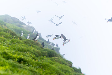 Fototapeta premium Close up view of the beautiful Puffins -Fratercula- in the natural environment in the Mykines island -Faroe Islands 
