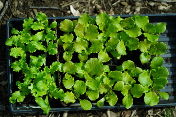 lettuce seedlings