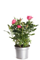 Pink Roses In Flower Pot