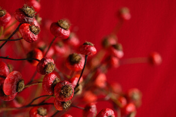 Red berries Textured paper background