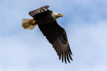 Majestic Bald Eagle closeup flying through blue cloudy sky