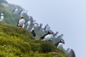 Fototapeta premium Close up view of the beautiful Puffins -Fratercula- in the natural environment in the Mykines island -Faroe Islands 