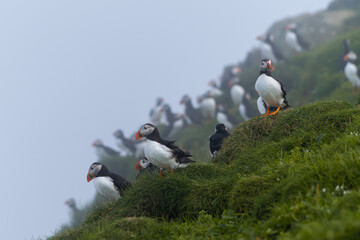 Close up view of the beautiful Puffins  -Fratercula- in the natural environment in the Mykines island -Faroe Islands 
